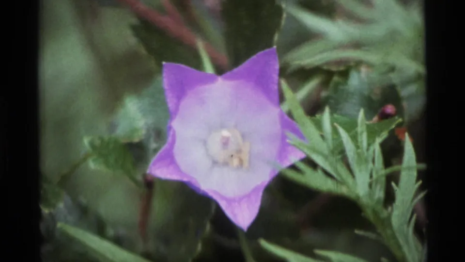 1977 Alaska 8mm close-up showing the purple wildflower filling more of the frame amid soft green vegetation.