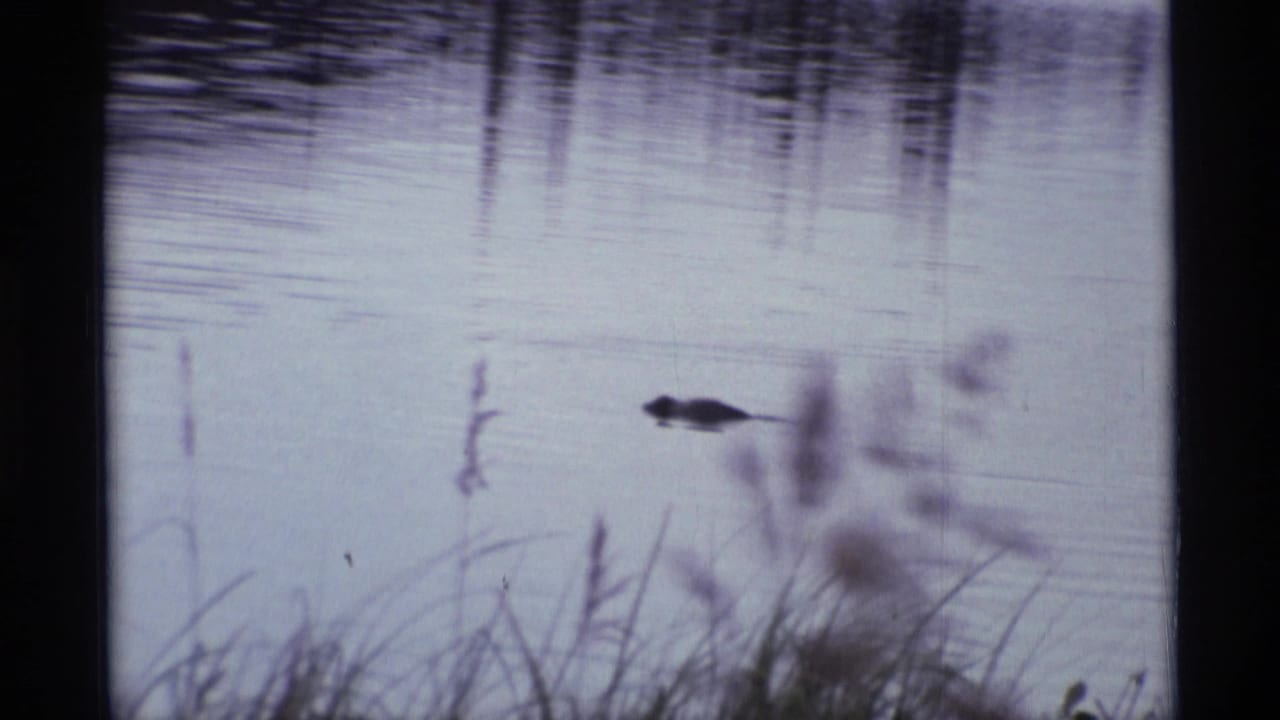 Duck swimming on a calm lake with reeds and soft foreground grasses.