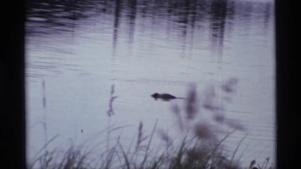 A duck swims across calm water in supported 1977 Alaska 8mm footage, with reeds, reflections, and blurred grasses near the bank.