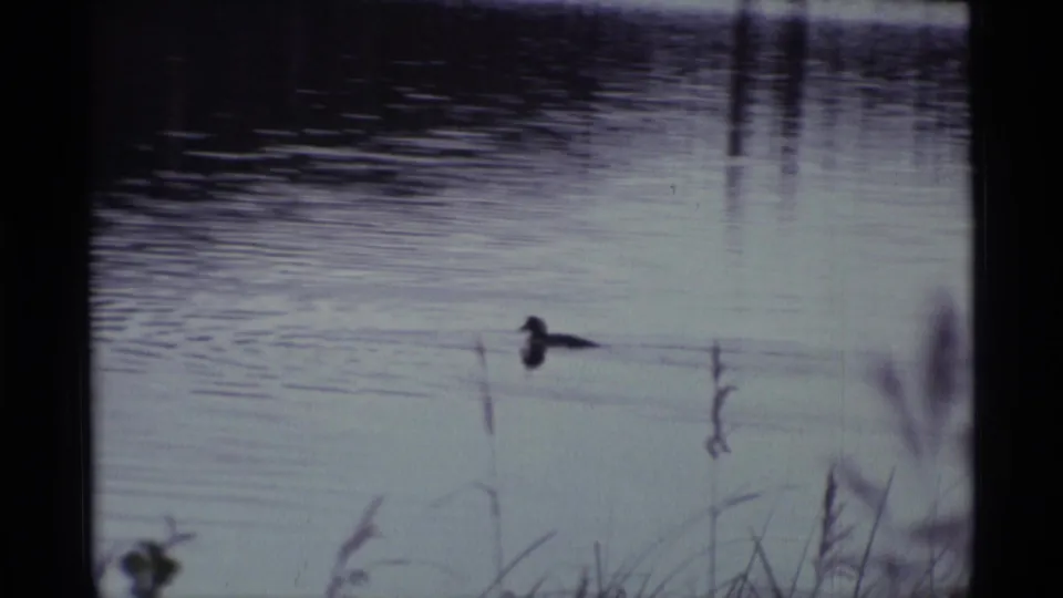 A duck floats on calm lake water in the Alaska home-movie clip, with reflected reeds and soft grasses visible along the lower edge.