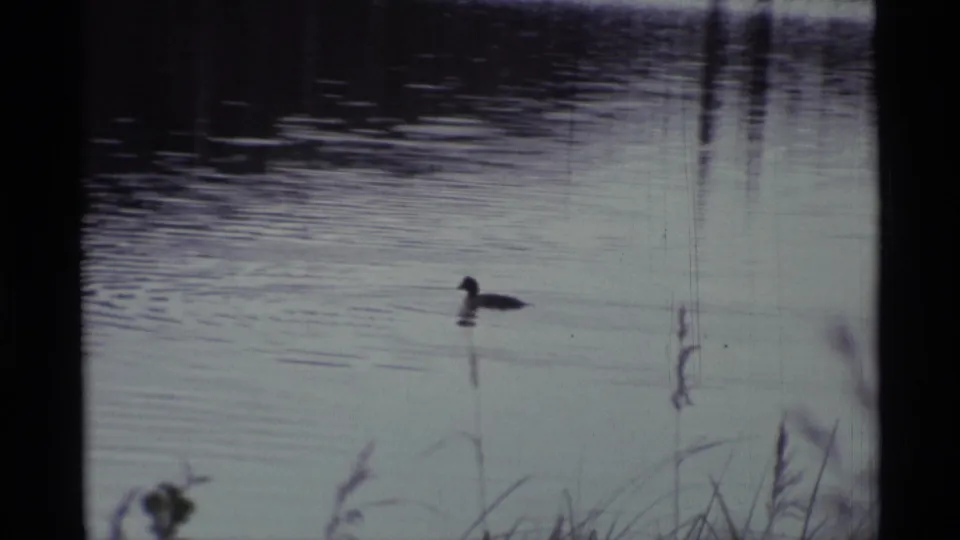 A duck is centered on a quiet lake in supported 1977 Alaska 8mm footage, surrounded by fine ripples and out-of-focus shoreline grasses.