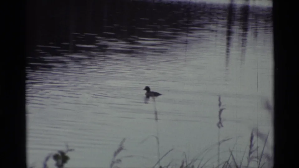 The duck remains on calm lake water in the 1977 Alaska home-movie frame, with reed reflections, soft shoreline grasses, and visible 8mm borders.