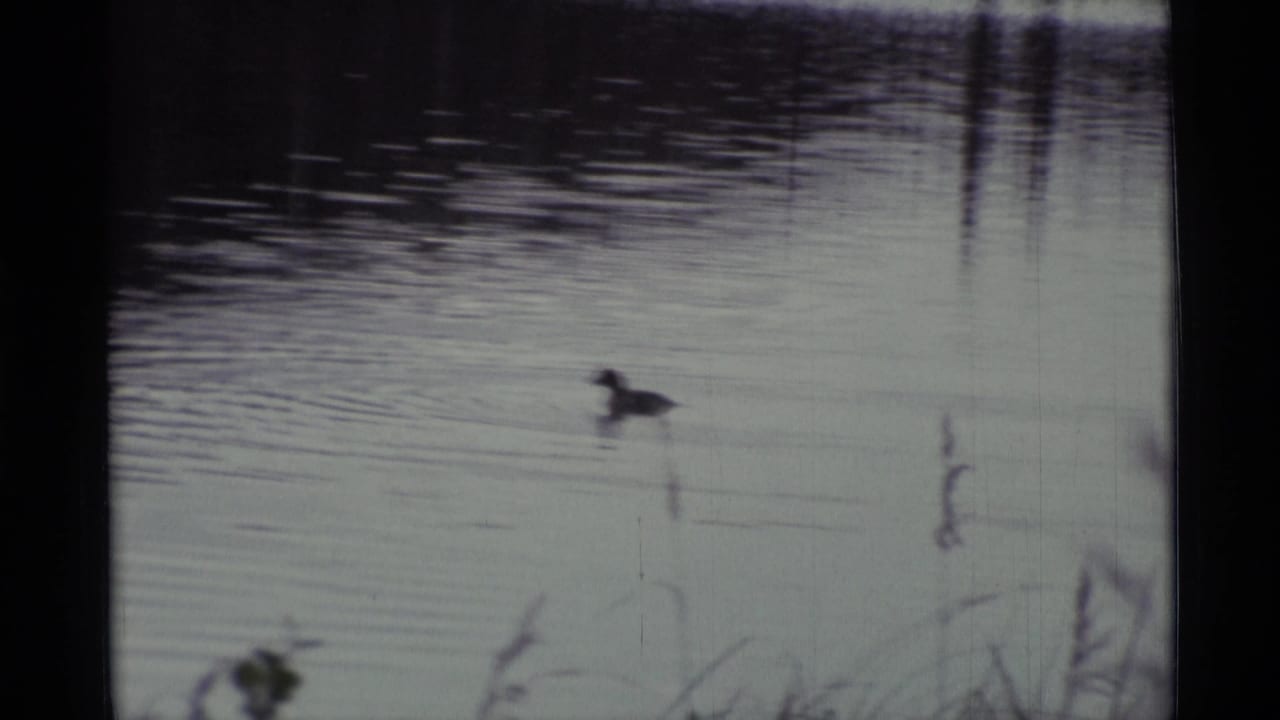 1977 Alaska 8mm frame showing a duck moving across a quiet pond with reeds and soft water reflections.