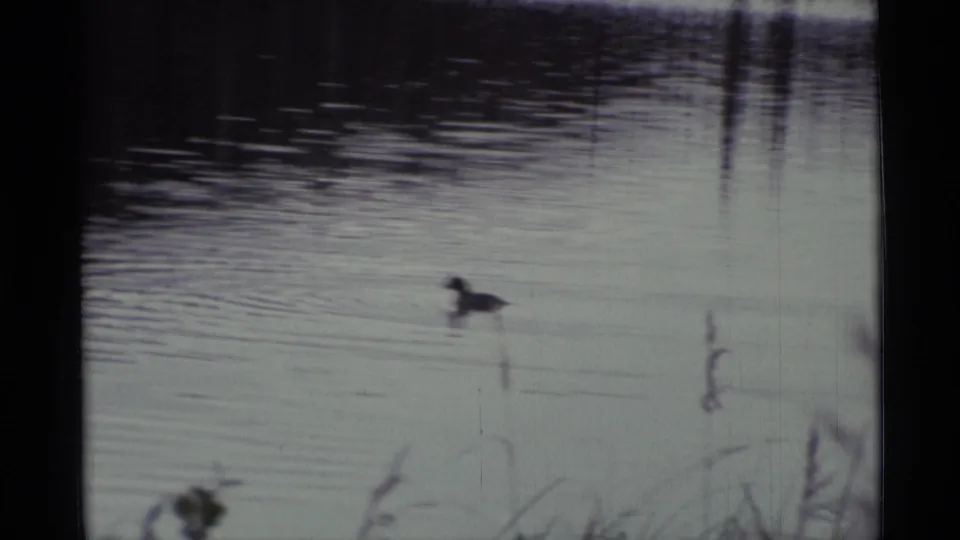 1977 Alaska 8mm frame showing a duck moving across a quiet pond with reeds and soft water reflections.