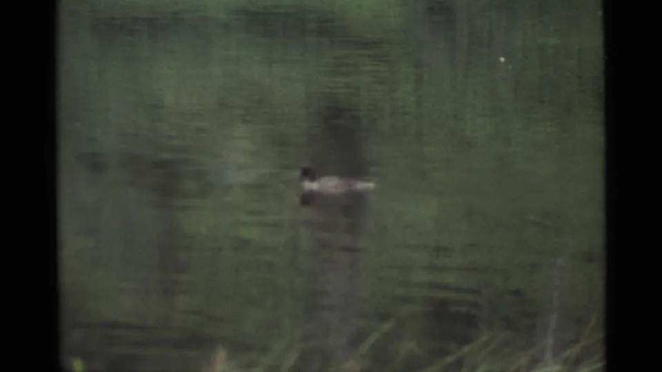 1977 Alaska 8mm frame with a duck gliding through green-toned pond water and soft reflected shapes.