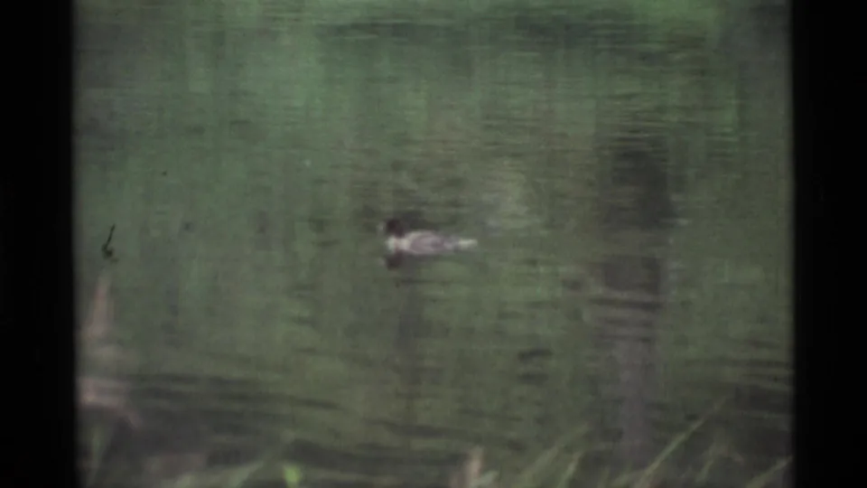 1977 Alaska 8mm frame showing a duck on a pond, with reeds in the foreground and soft shoreline reflections.