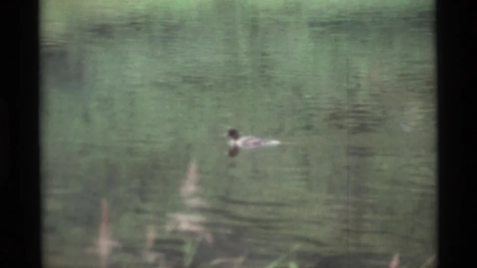 1977 Alaska 8mm frame of a duck on calm pond water, surrounded by ripples and faint vegetation reflections.
