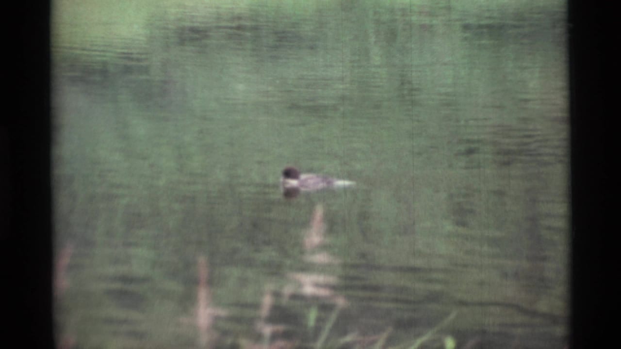A lone duck moves across calm lake water in 1977 Alaskan home-movie footage, with soft focus and muted green tones.