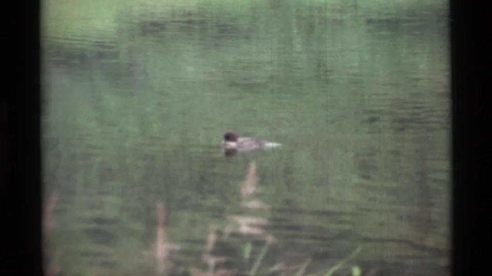 A lone duck moves across calm lake water in 1977 Alaskan home-movie footage, with soft focus and muted green tones.