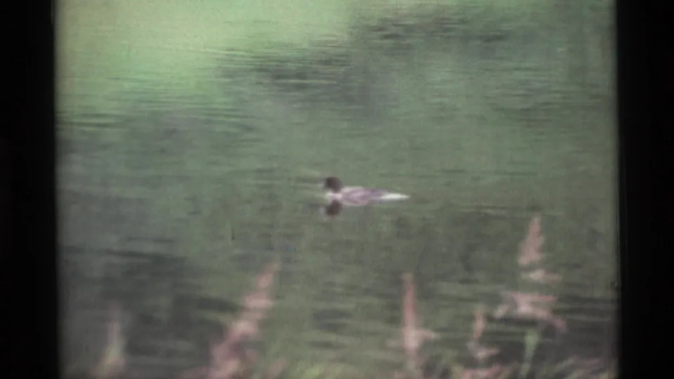 A duck glides over green lake water in vintage 8mm Alaska footage, framed with soft grain and a dark center film border.