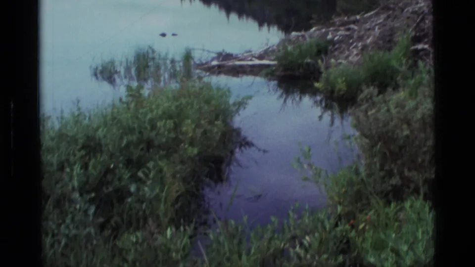 1977 Alaska 8mm frame showing a quiet pond edge with dense green vegetation, reeds, logs, and a small dam-like shoreline feature.