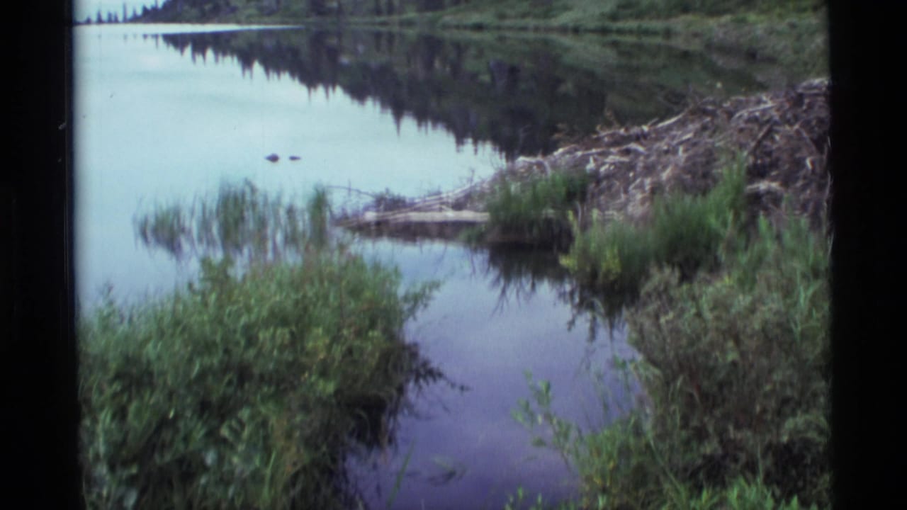 1977 Alaska 8mm frame showing still wetland water, green vegetation, reflected trees, and a stick beaver dam along the shoreline.
