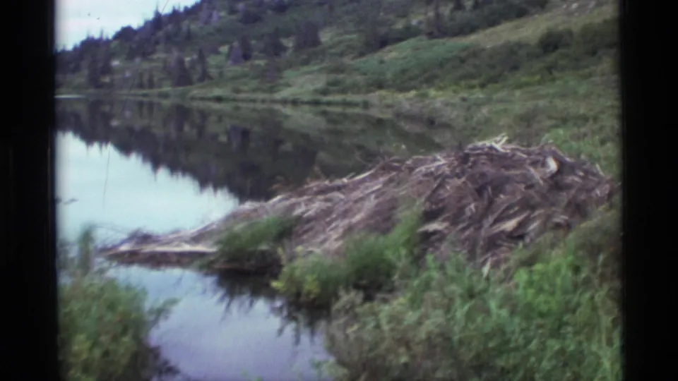 1977 Alaska 8mm frame with a beaver dam of branches on a swampy lake, backed by green shoreline and tree reflections.
