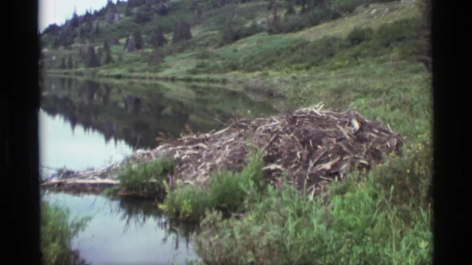1977 Alaska home-movie frame showing a wider view of the beaver dam, calm wetland water, grasses, and wooded hillside reflections.