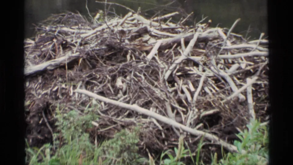 Close 1977 Alaska 8mm view of the beaver dam structure, with tangled branches, pale sticks, mud, and marsh vegetation visible.