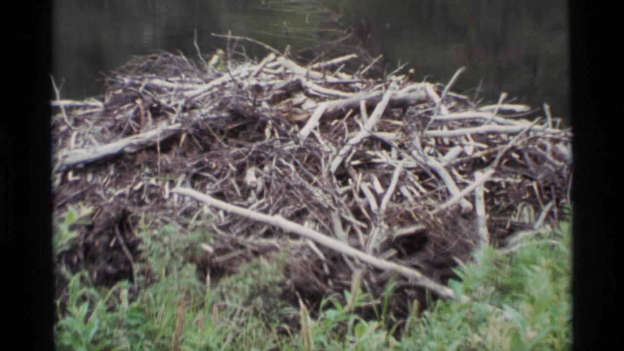 Branch-and-mud beaver lodge beside grass at the edge of a pond.