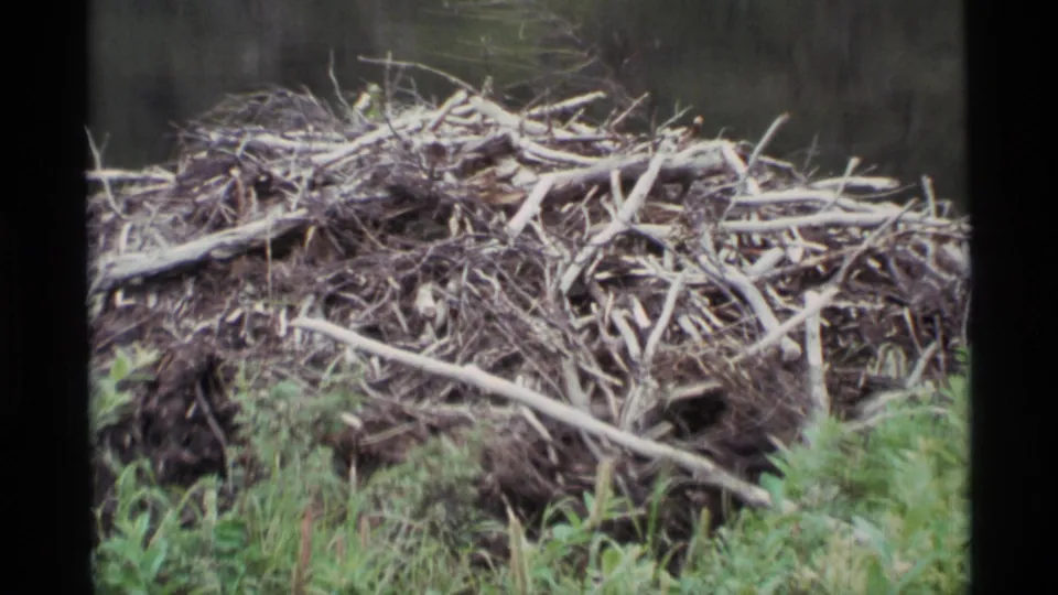 1977 Alaska 8mm frame showing a large beaver lodge made of tangled branches and mud near shoreline grass.