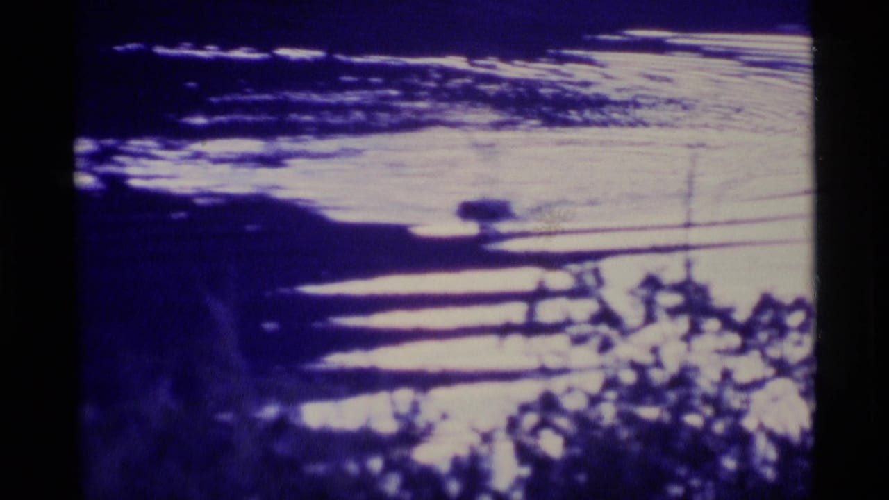 1977 Alaska 8mm frame showing an otter-like dark shape moving through rippled lake water behind foreground vegetation.