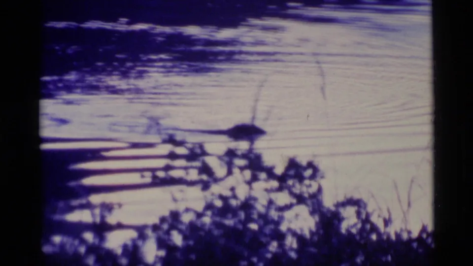 1977 Alaska home-movie frame with a dark otter form crossing pale lake water while grasses and plants silhouette the lower edge.