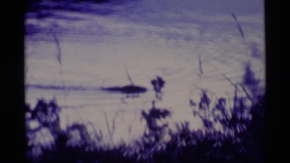Soft 8mm frame from Alaska showing the otter as a small dark shape in open water, framed by blurred shoreline grasses.