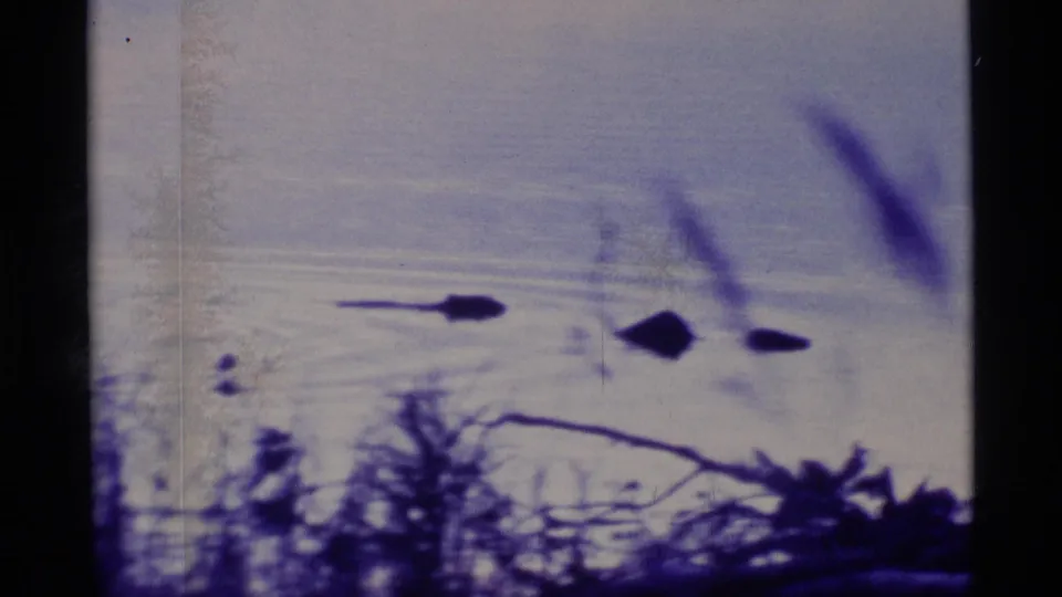 Final 1977 Alaska 8mm frame showing dark otter and water shapes on a calm lake, with low foreground vegetation and aged film color.