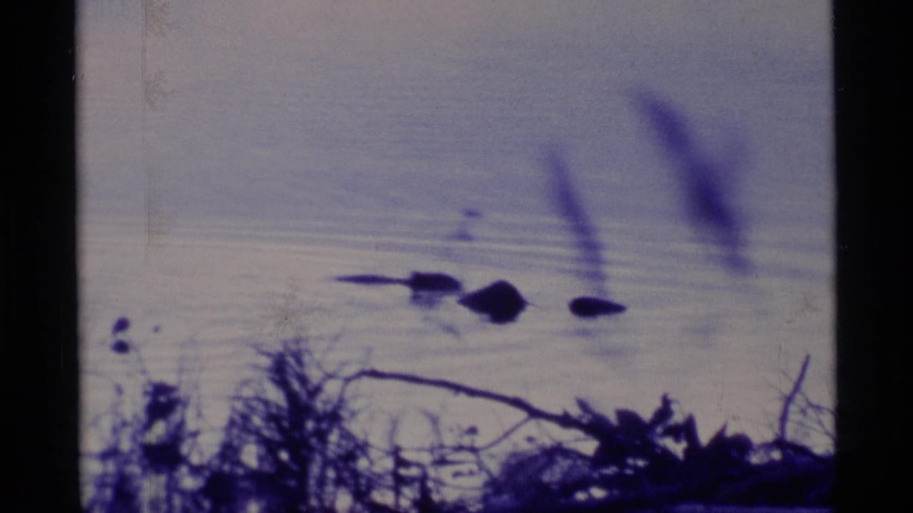1977 Alaska 8mm frame showing a dark ambiguous shape moving across calm lake water behind foreground reeds.
