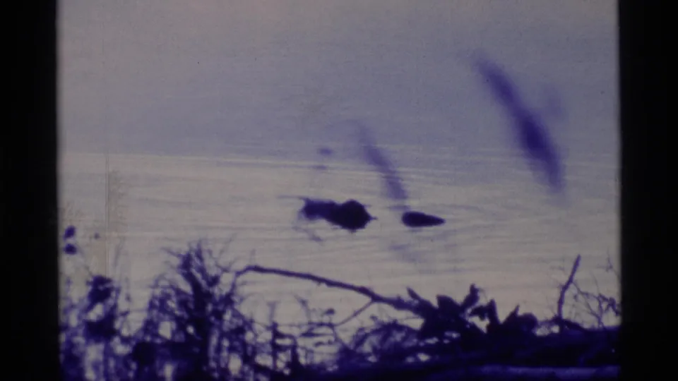 1977 Alaska 8mm frame with a dark elongated object or possible animal gliding on a lake surface behind blurred reeds.