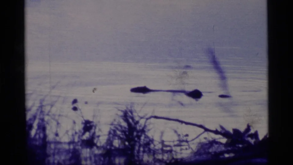 1977 Alaska 8mm frame showing a long dark shape on pale lake water, partly obscured by foreground branches and reeds.