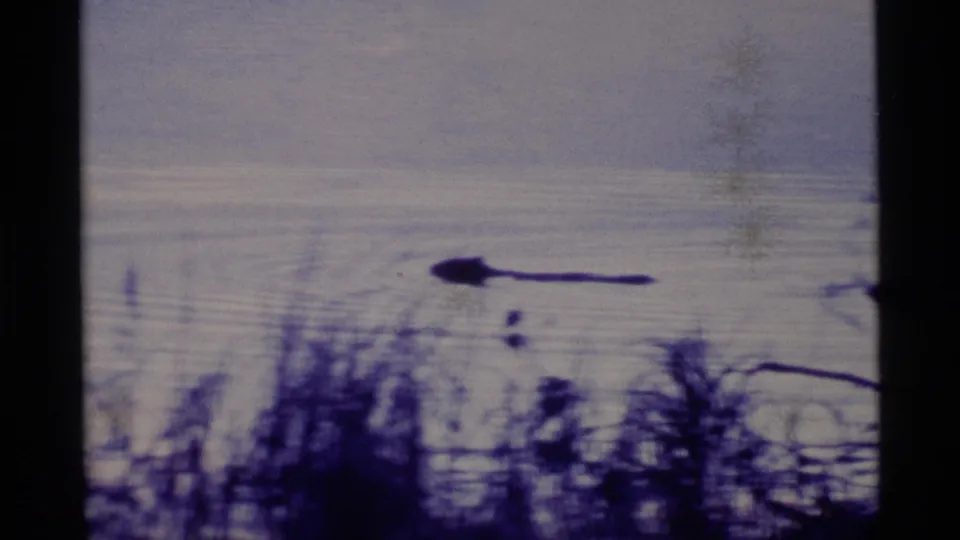 1977 Alaska 8mm frame with a distant dark shape on calm lake water, viewed through silhouetted shoreline brush.