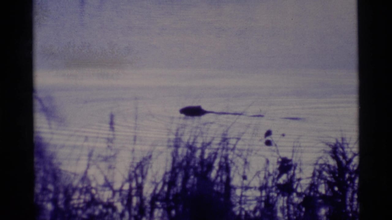 Dark animal-like shape moving across calm water behind shoreline reeds.