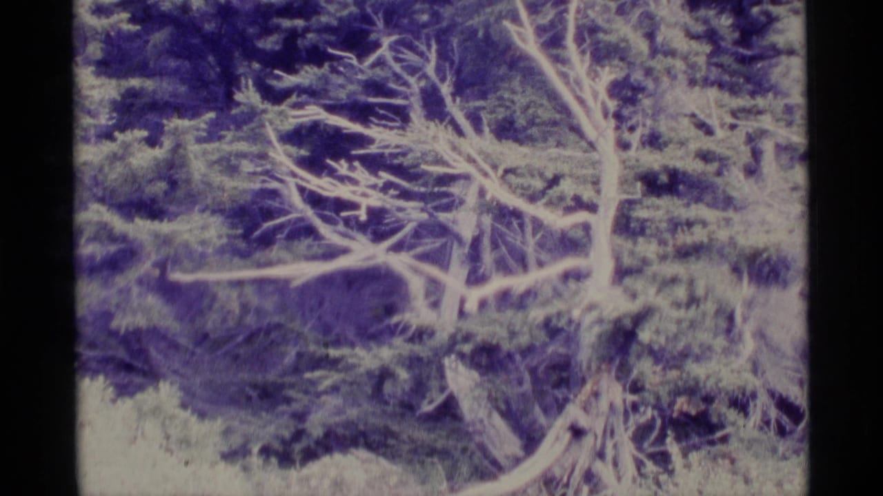 Pale bare tree branches against dense evergreen forest.