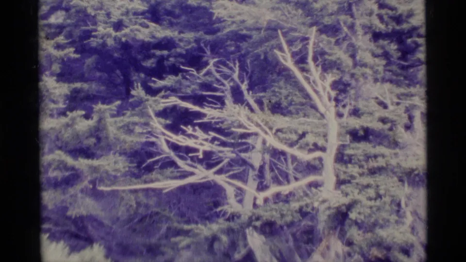 1977 Alaska 8mm frame focusing on a leafless tree with twisting branches amid dense evergreen woods and visible film grain.