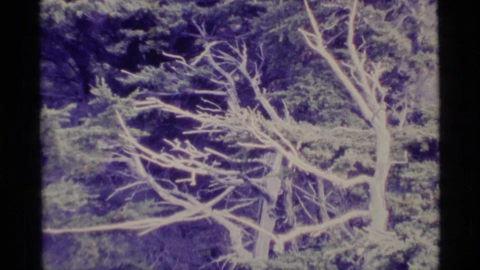 1977 Alaska 8mm frame showing pale bare branches crossing the foreground against a dense, shadowed evergreen forest.