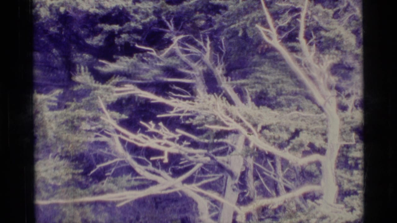 1977 Alaska 8mm frame showing pale twigs or branches over dark forest vegetation with soft focus and color fading.