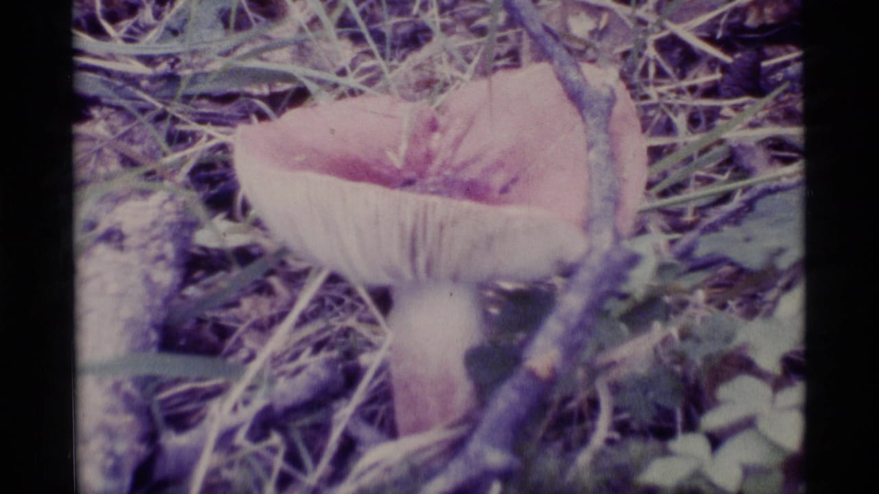 Pinkish mushroom with visible gills among twigs and low plants.