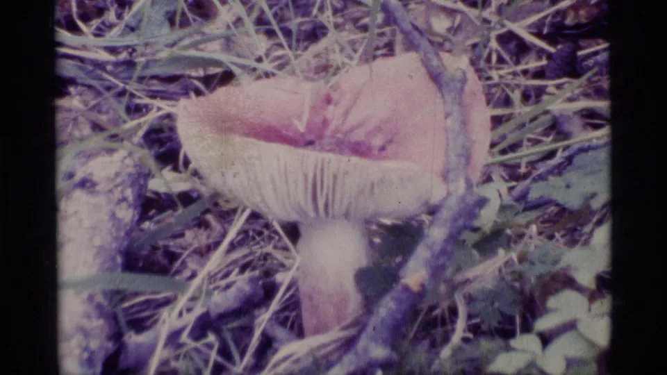 1977 Alaska 8mm close-up showing a pink mushroom with pale gills, a rounded stem, twigs, grasses, and small leaves.