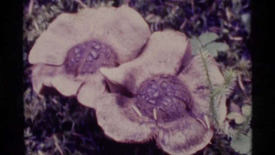 1977 Alaska frame showing two rounded pinkish fungi with textured caps on a dark forest floor beside small green plants.