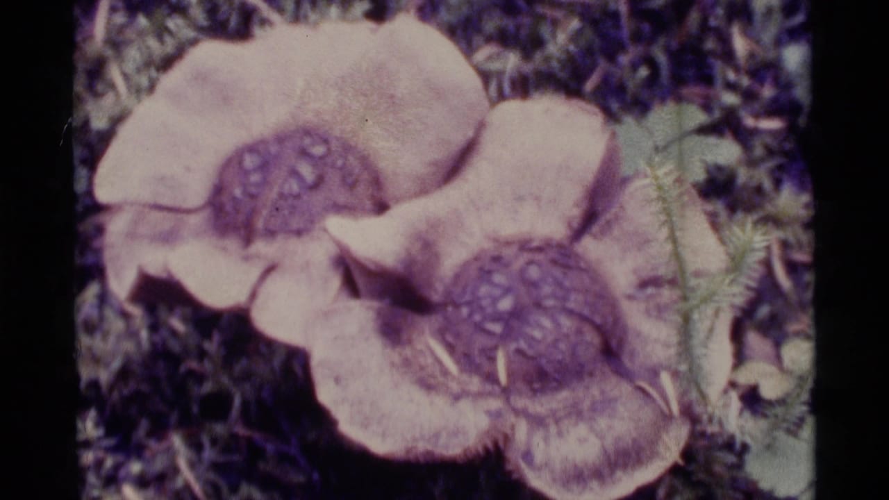 Close-up of pale wildflowers with textured centers among forest plants.