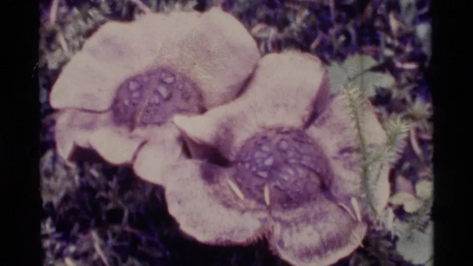 1977 Alaska 8mm close-up of pale wildflowers with dark textured centers, leaves, and soft forest ground cover around them.