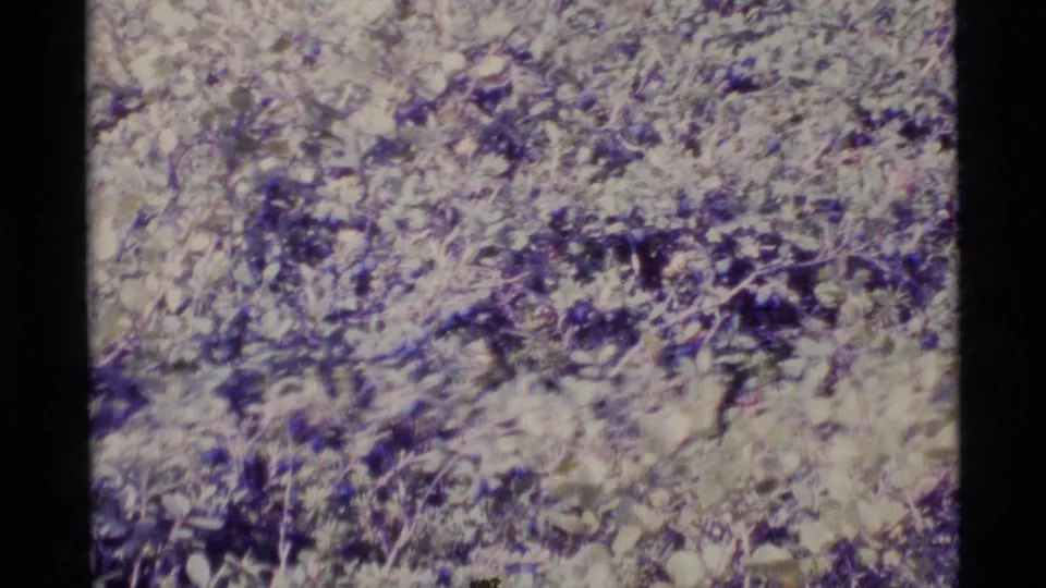 1977 Alaska 8mm view of small mushrooms or fungus shapes set into dense leafy forest undergrowth and grasses.