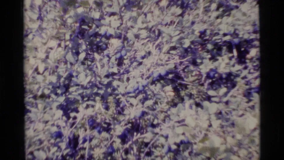 1977 Alaska 8mm frame showing low forest plants, leaves, grasses, and dark organic shapes across the ground.
