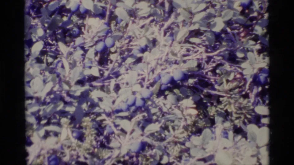 1977 Alaska 8mm close view of leafy ground cover with small dark berry-like or fungal forms and scattered stems.