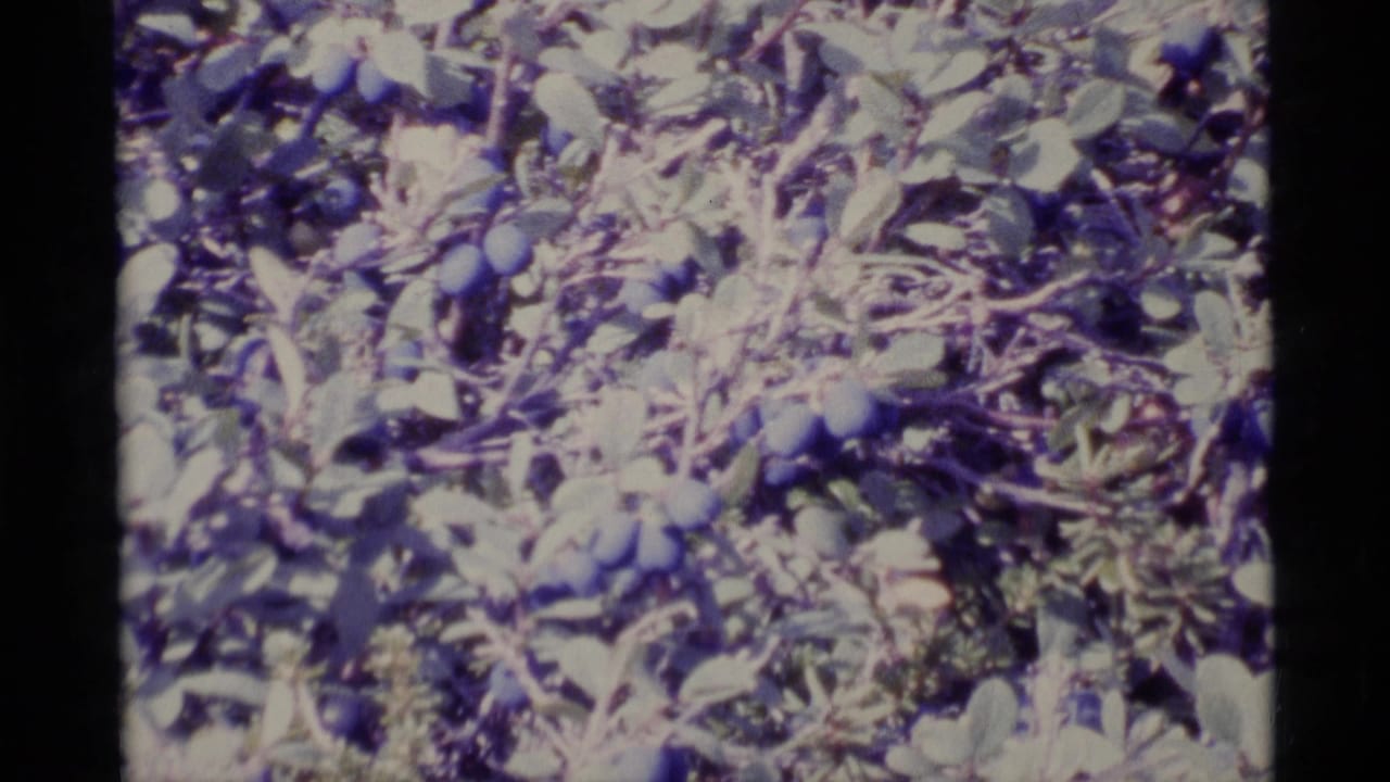 1977 Alaska 8mm frame showing a dense blueberry bush with purple berries, leaves, and soft color-shifted film texture.
