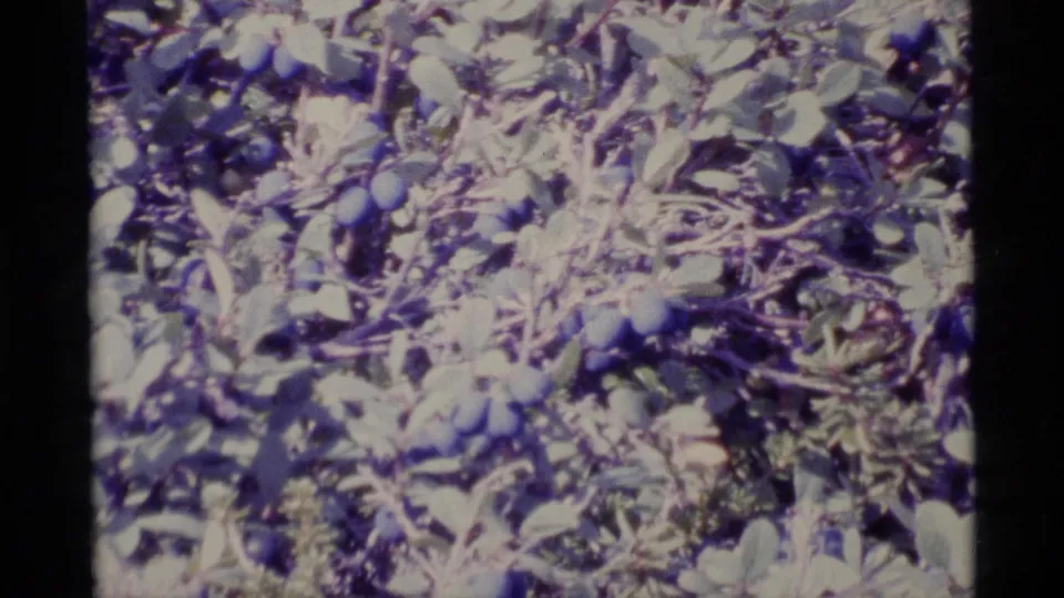 1977 Alaska 8mm frame showing a dense blueberry bush with purple berries, leaves, and soft color-shifted film texture.