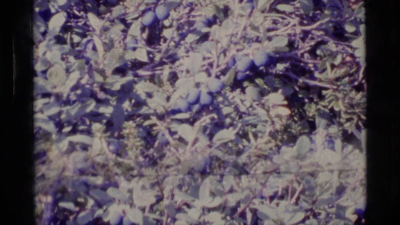 1977 Alaska home-movie frame of blueberry clusters among leafy branches, with visible 8mm grain and faded color.