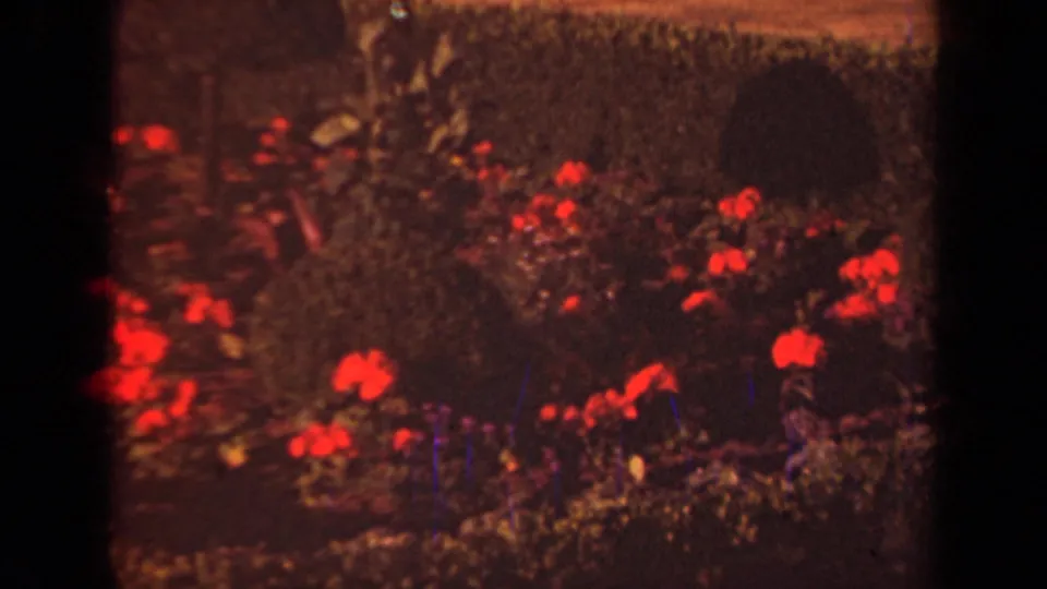 1939 Paris garden view focused on red flowers, leafy planting, and a neatly trimmed hedge in soft 8mm color.