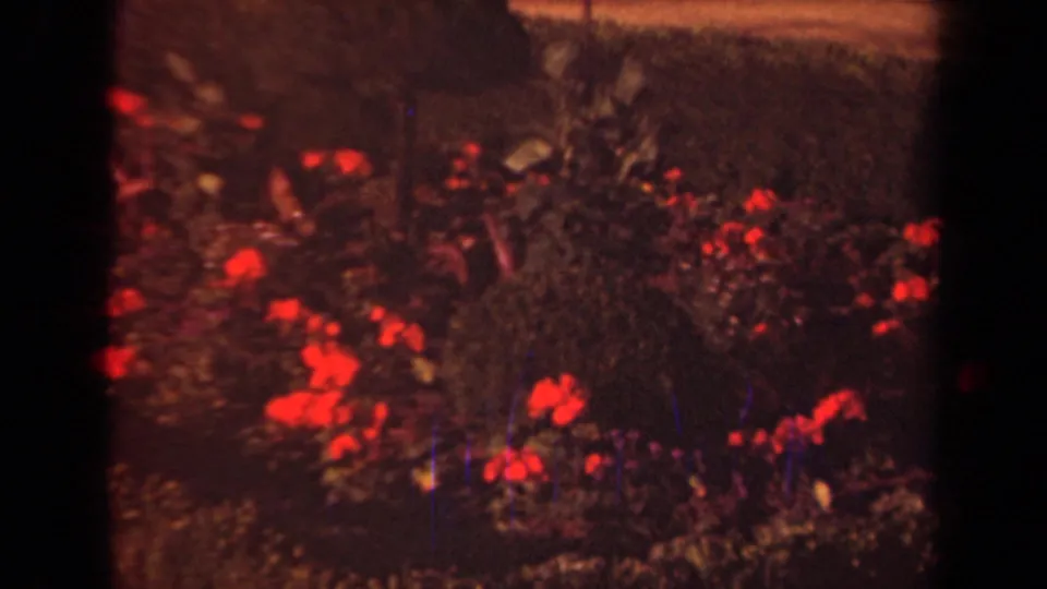 1939 Paris home-movie close view of red blossoms and dense planting, softened by 8mm grain and warm exposure.