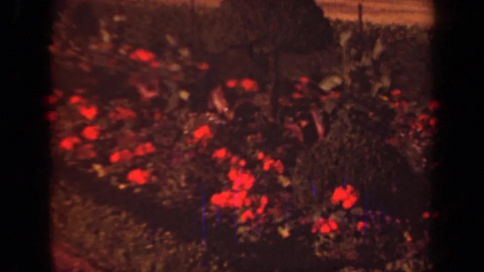 1939 Paris garden frame showing red flowers, low ornamental planting, and clipped hedges in a formal layout.