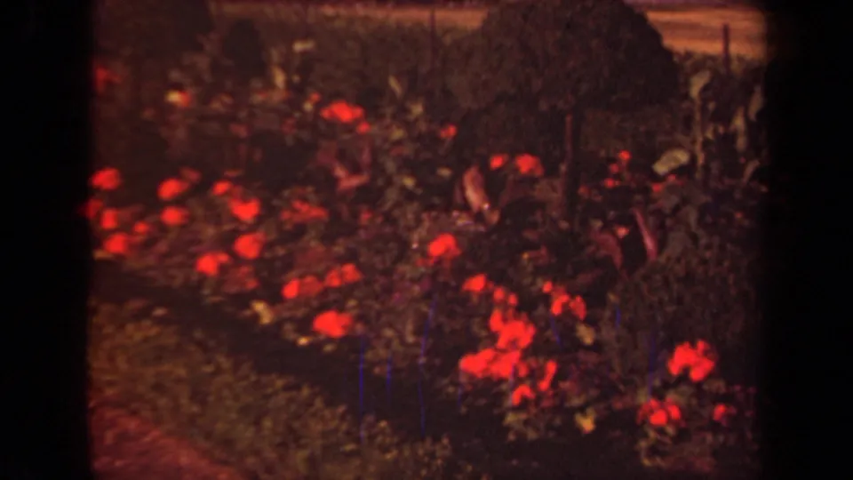 1939 Paris home-movie frame showing red flowers in a manicured garden bed with warm 8mm color and heavy edge shadow.