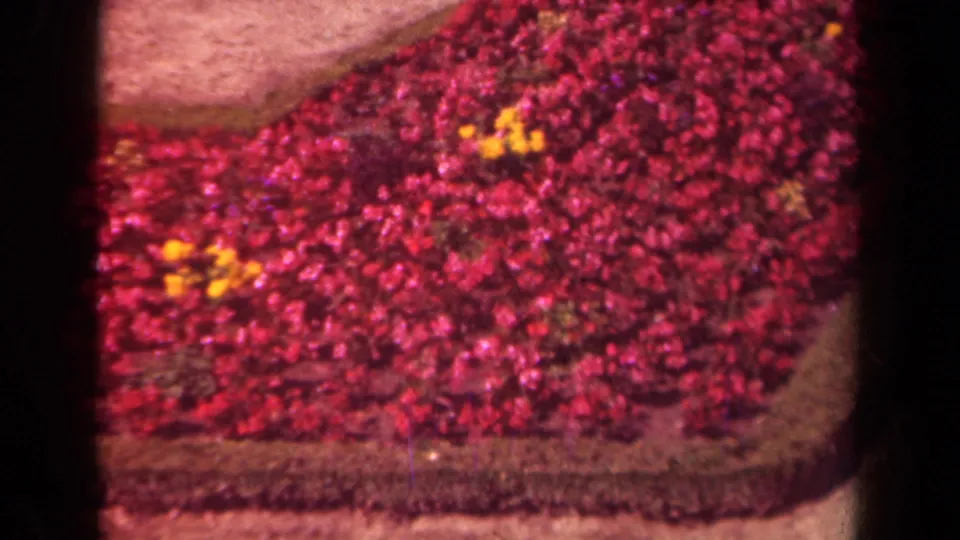 1939 Paris garden detail with red and yellow flowerbeds in front of pale paths, grass borders, and the curved pool area.